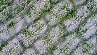 Chloroplasts moving by cytoplasmic streaming in elodea leaf cells Microscope 40x view [upl. by Euqinmod764]