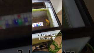 1010 fish tank for sure fyp shorts fish goldfish fishkeeping prank [upl. by Crist]