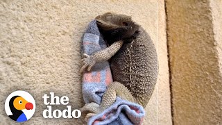 Bearded Dragon Spoons With His Favorite Sock  The Dodo [upl. by Darcia]