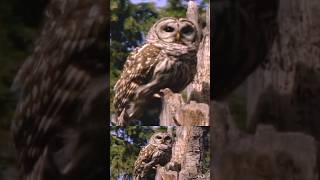 🦉EPIC BARRED OWL Dives into Hollow Spruce Tree Crawls 6ft to her Owlets nestlife  Canada Wild 🇨🇦 [upl. by Harberd790]