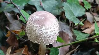 Chlorophyllum Rhacodes 🍴🍴 06102023 La Cité Jardin [upl. by Ornie]