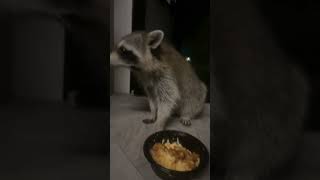 raccoon racoons camperlife animals fries macandcheesebowl trashpanda cuteanimal [upl. by Nylqcaj]