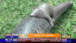 Bayi Armadillo Tanah Lahir di Bali Zoo [upl. by Eilyk]