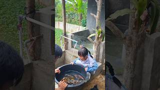 LEPASIN IKAN BANYAK DI KOLAM DE IJA [upl. by Yllac]