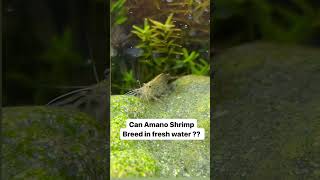 Can Amano Shrimp REALLY Thrive in Fresh Water [upl. by Zuleika]