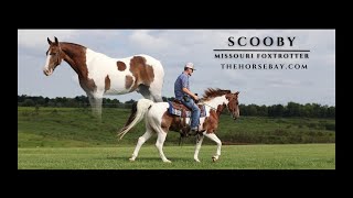 quotMeet Scoobyquot Chestnut Missouri Foxtrotter Gelding For Sale GaitedTrailYouth [upl. by Leugimsiul993]