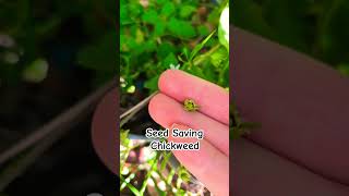 Seed Saving Series Chickweed seedsaving chickweed [upl. by Ger]