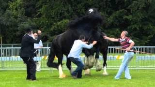 Stallion Fight Two Irish Shires [upl. by Yvel]