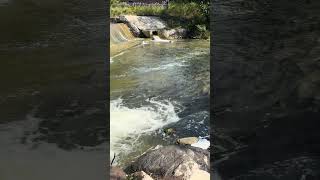 Salmon Run at Port Hope nature fishing fyp asmr [upl. by Izogn]