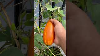 Vellari parikkanayita ee jaathaytshorts shorts vegetableharvesting shortsvideo [upl. by Len]