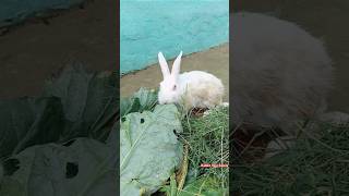 cute and funny video 🐇🐰🐈shorts [upl. by Yhtomit116]