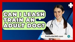 Can I Leash Train an Adult Dog  PetGuide360com [upl. by Jeannie]