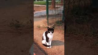 Şunun tipine bir bak 🔥😻❤️ keşfet kedi cat kedivideoları catvideos cute funny [upl. by Llertac152]