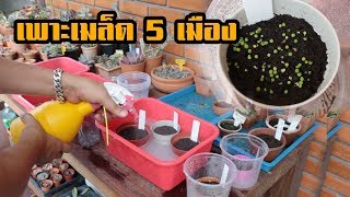 เพาะเมล็ด 5 เมือง Seed EP1 [upl. by Nicholson]