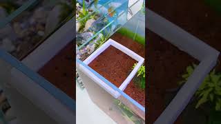 Fish Feeder minifishtank aquarium waterlife subscribe [upl. by Leerzej770]