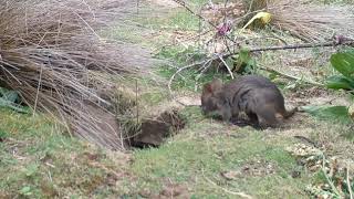 Animals and birds exploring wombat burrow [upl. by Notsirt]