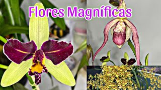 Orquídeas Sapatinhos Oncidium Sphacelatum e um Cruzamento incrível [upl. by Aenil]