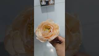 Peony flower wafer paper [upl. by Smallman238]