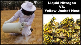 Liquid Nitrogen Is Incredible At Destroying Dangerous Yellow Jacket Hornet Nests Mousetrap Monday [upl. by Aicnatsnoc]