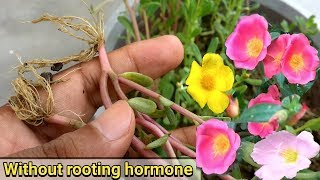 Easiest way to grow Purslane from cutting  Portulaca Oleracia [upl. by Allerie]