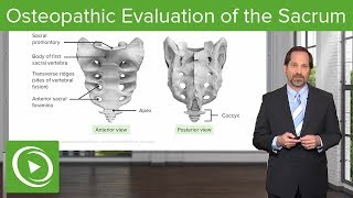 Osteopathic Evaluation of the Sacrum – Osteopathic Manipulative Medicine OMM  Lecturio [upl. by Cacka732]