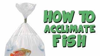 HOW TO Add New Fish to an Aquarium [upl. by Efthim332]