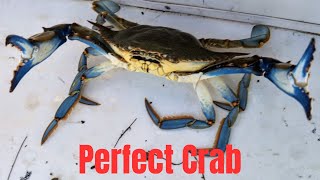 We Finally Caught Some Crabs [upl. by Argent]