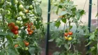 Tomaten im Eimer [upl. by Carter787]