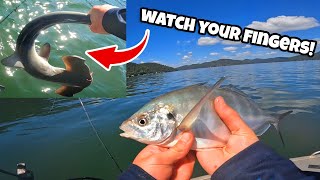 Fishing The Hawkesbury River  Unexpected Catches [upl. by Starkey309]