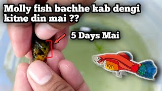 Molly fish bacche kab dengi kitne din mai pata kare  when will your Molly fish give birth [upl. by Rhiamon]