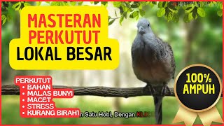 Perkutut lokal gacor RAJA PIKAT ini bikin semua burung perkutut gacor nyaut  MASTERAN PERKUTUT [upl. by Mahla522]