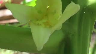 How to Identify Bisexual Papaya male  female flowers plus pollination and success [upl. by Healion797]