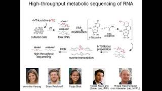 Thiol linked alkylation for the metabolic sequencing of RNA [upl. by Nais]