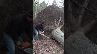 shorts super big tree stump sawed super fast [upl. by Aihseyk166]