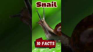 Top 10 Amazing Facts About Snails for Kids Educational Video snails snailshell snailfacts [upl. by Orips]