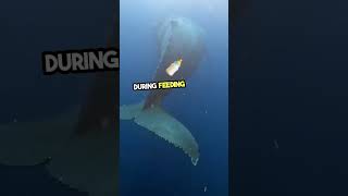 BIGGEST WHALE 😱😱😱 facts shorts whale [upl. by Lauritz]