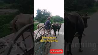 jersey cows bullcart bullcartvideos bullcart ayragrotechfarming [upl. by Nonah]