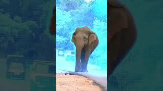 habarana elephant 🐘🐘🐘 අලි කොල්ලගෙ වැඩ කිඩ 😍 youtubeshort travel srilankaelephant [upl. by Elbam]