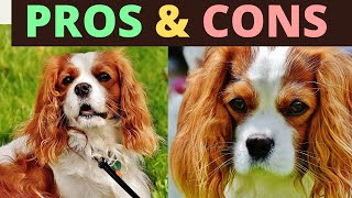 Cavalier king charles spaniel  6 PROS AND CONS [upl. by Centeno]