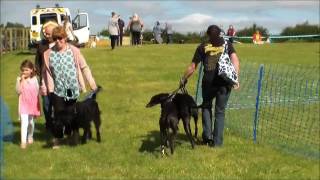 RSPCA Felledge Summer Fun Day 2016 [upl. by Onstad254]