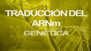 Traducción del ARNm Parte 1  Genética [upl. by Oaoj]