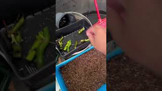 how to change pot from water pot to soil pot   garden plants gardentherapy home rareplants [upl. by Keeryt]