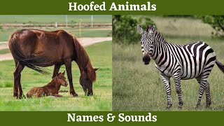 Hoofed Animals Names and Sounds for Children to Learn Learning English 2021 2022 [upl. by Ynnoj]