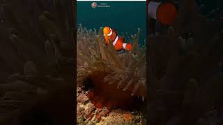 Discover the Most Stunning Clownfish Natures Colorful Marvel shorts clownfish underwater [upl. by Ulrick]