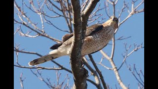 COOPERS HAWK 2123 SAT NOV 16 2024 6471 6494 [upl. by Vander]