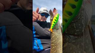 Spring fish on New Rapala Super Shadow Rap GlidePike Fishing [upl. by Kinson251]