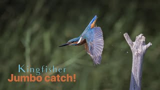 KINGFISHER JUMBO CATCH  Common Kingfisher captures prey [upl. by Ataynik]