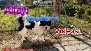 alyı gezdirme videosu köpekvideos pupg [upl. by Wenz]