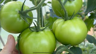 Hydroponic greenhouse tomato variety tips from a pro [upl. by Atterehs]