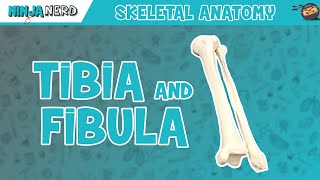 Tibia amp Fibula Anatomy [upl. by Ecirtaed]